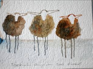 schapen in Stockholm